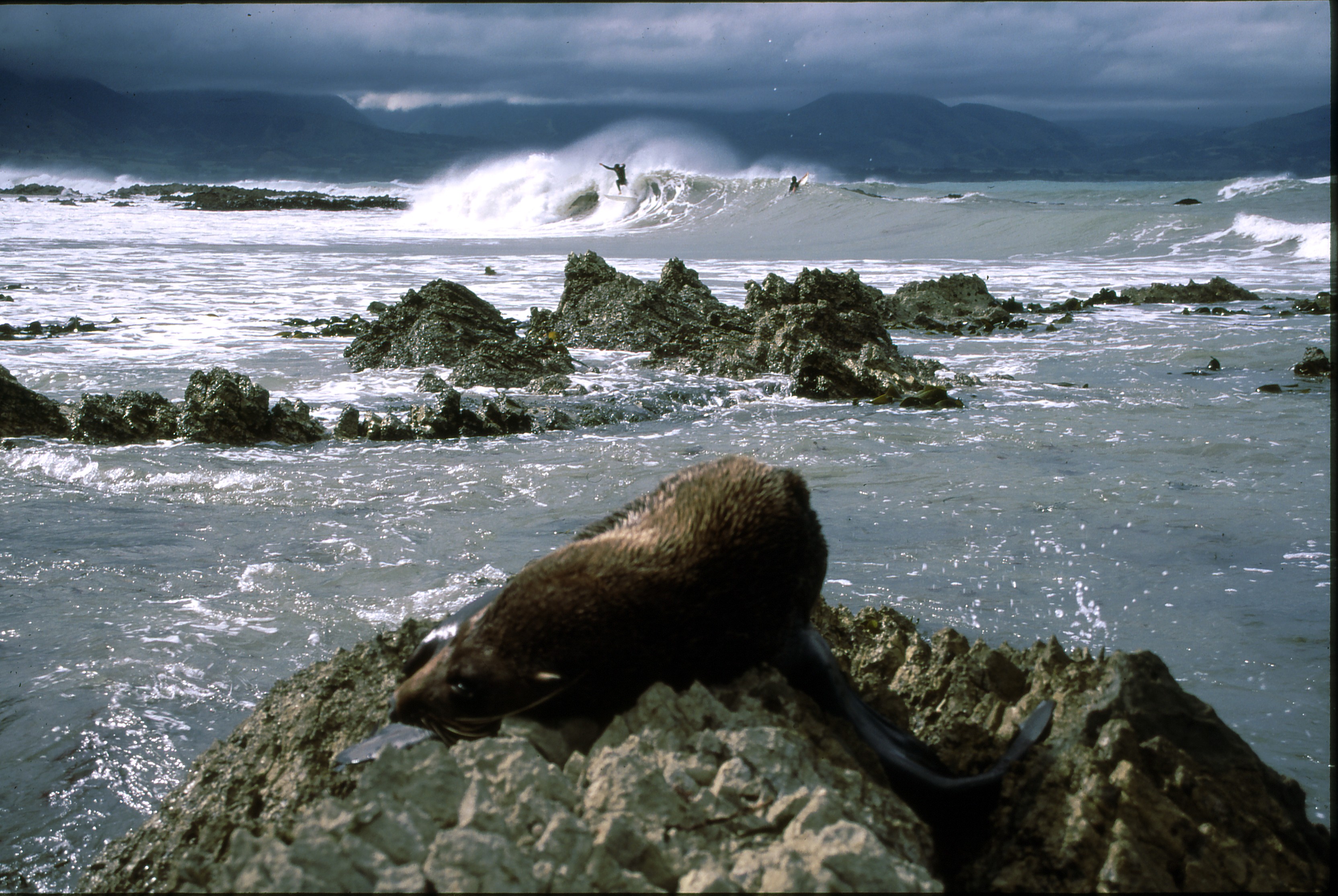 Marine reserve Hikurangi in Kaikoura Canyon NZ政府公認移民アドバイザーによるビザ情報