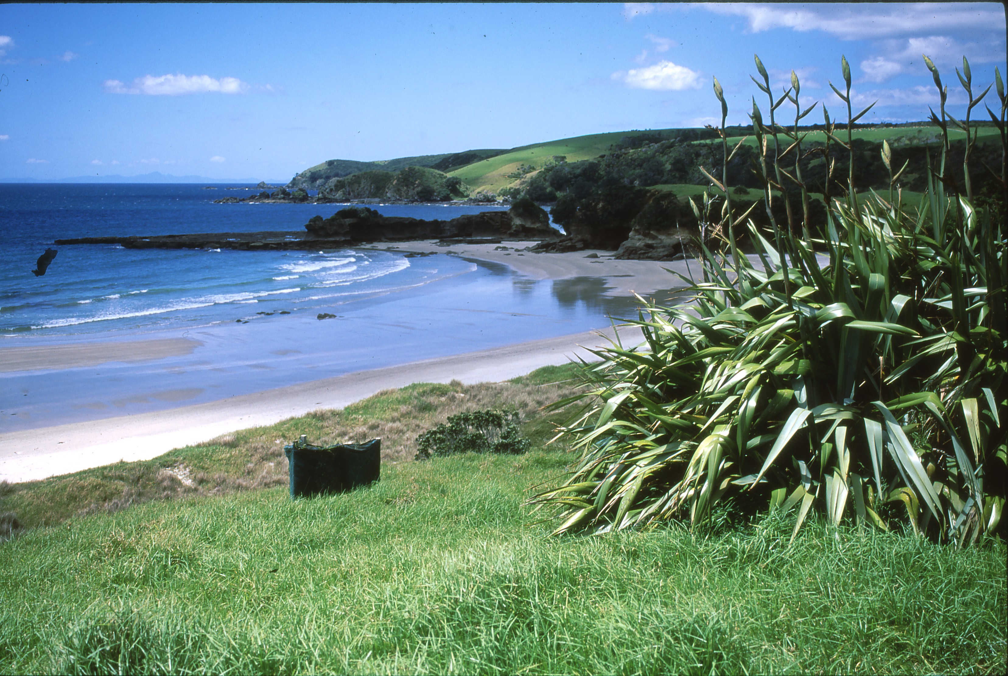 Marine reserve Tawharanui Auckland NZ政府公認移民アドバイザーによるビザ情報、申請代行サービスと